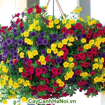 Hoa Triệu Chuông với nhiều màu sắc và trồng tại ban công nhà