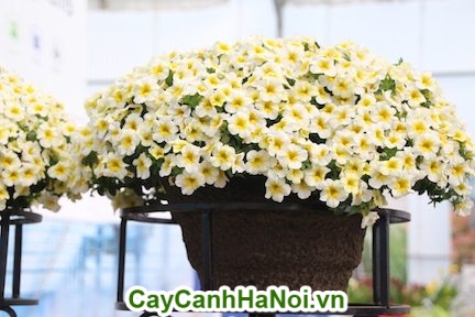 Hoa Triệu Chuông trắng thích hợp để trong nhà để tô điểm thêm cho căn nhà của bạn